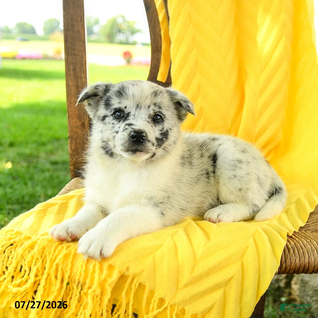 Pomsky dogs for sale: Ruby - Ad 2
