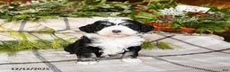 Mini Bernedoodle dogs for sale: Millie - Ad 4