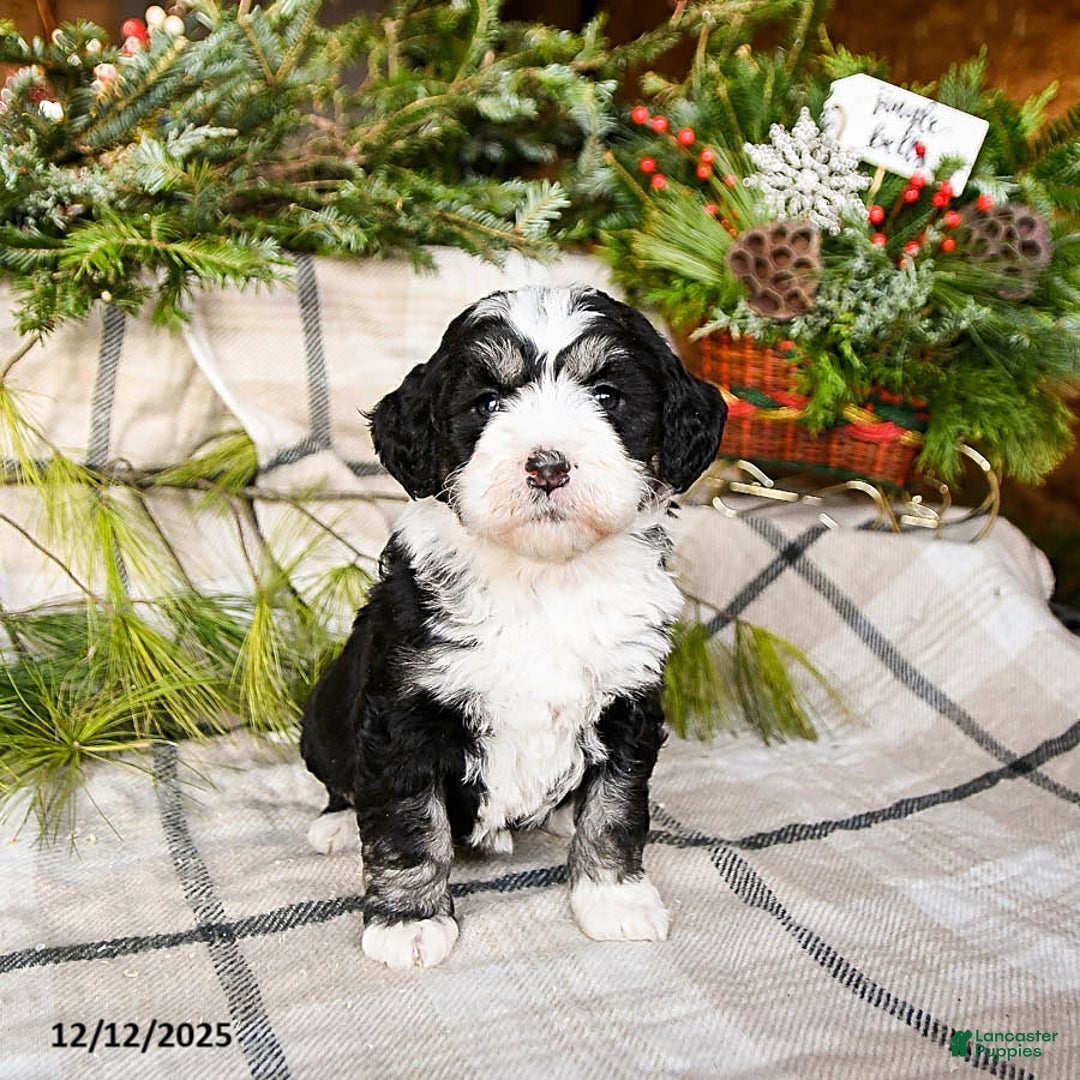 Mini Bernedoodle dogs for sale: Millie - Ad 4