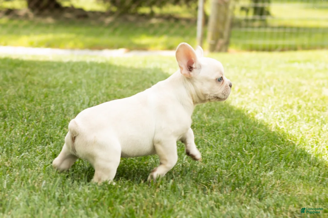 French Bulldog dogs for sale: Hank - Ad 2