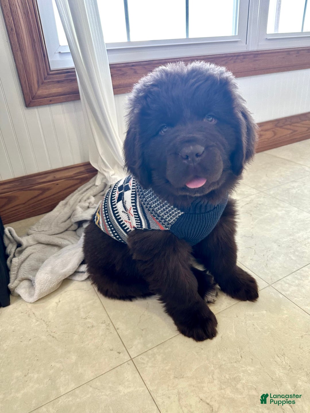 Gallery Image {{count}}