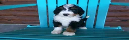 Mini Bernedoodle dogs for sale: Brayden - Ad 3