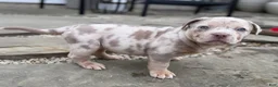 American Bully dogs for sale: Lucy - Ad 6