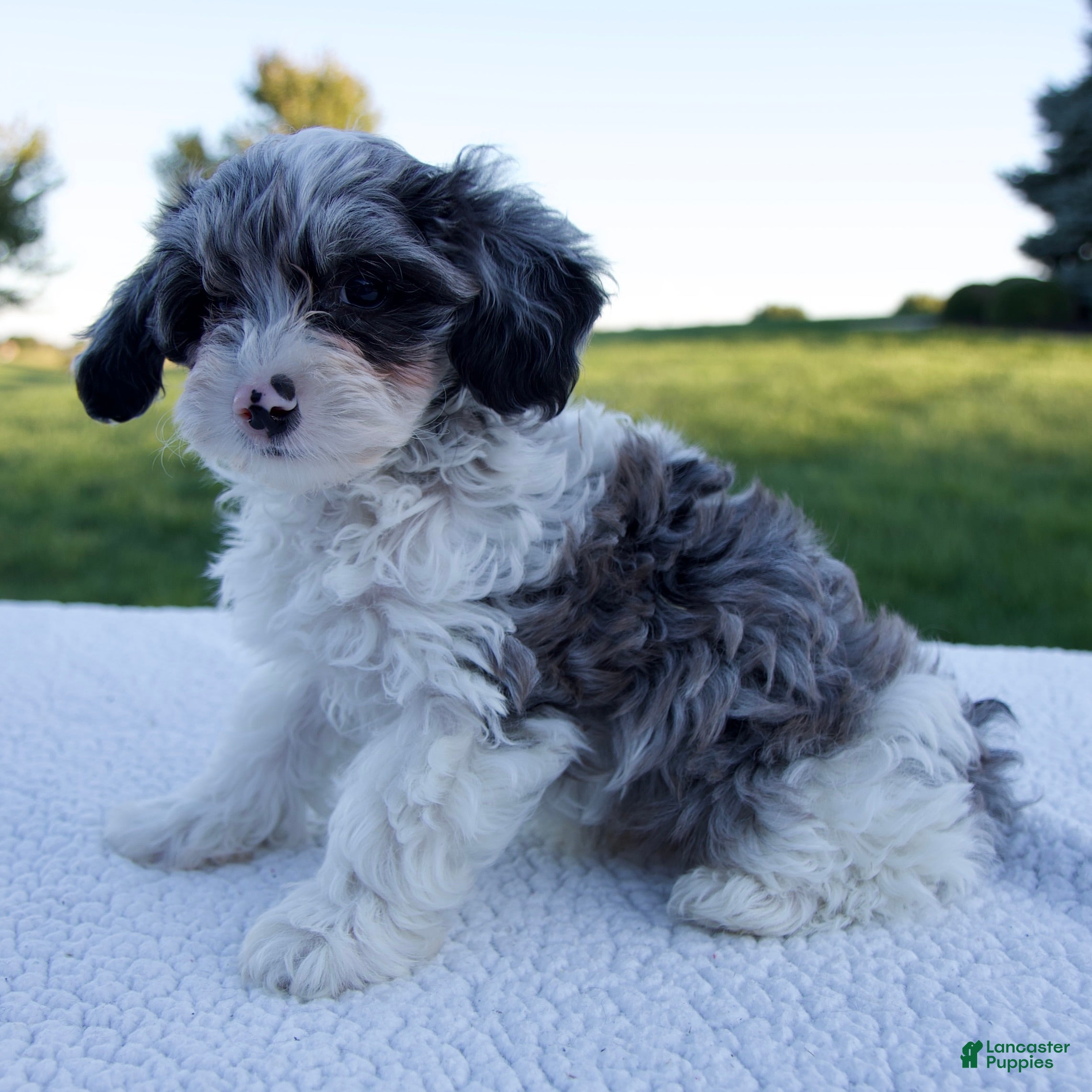 Morkie Puppies for sale Lancaster Puppies