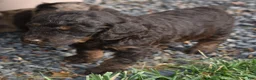Standard Poodle dogs for sale: Standard Poodle 4 Brown Phantom - Ad 18