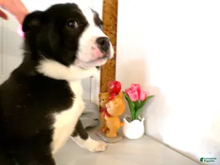 American Pit Bull Terrier dogs American Pit Bull Terrier Puppy 5 Maria - Ad 9