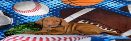 Vizsla dogs for sale: Tyson - Ad 4