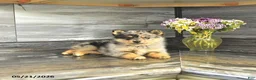 Pomsky dogs for sale: Jimba - Ad 4
