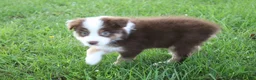 Australian Shepherd dogs for sale: Smith - Ad 2
