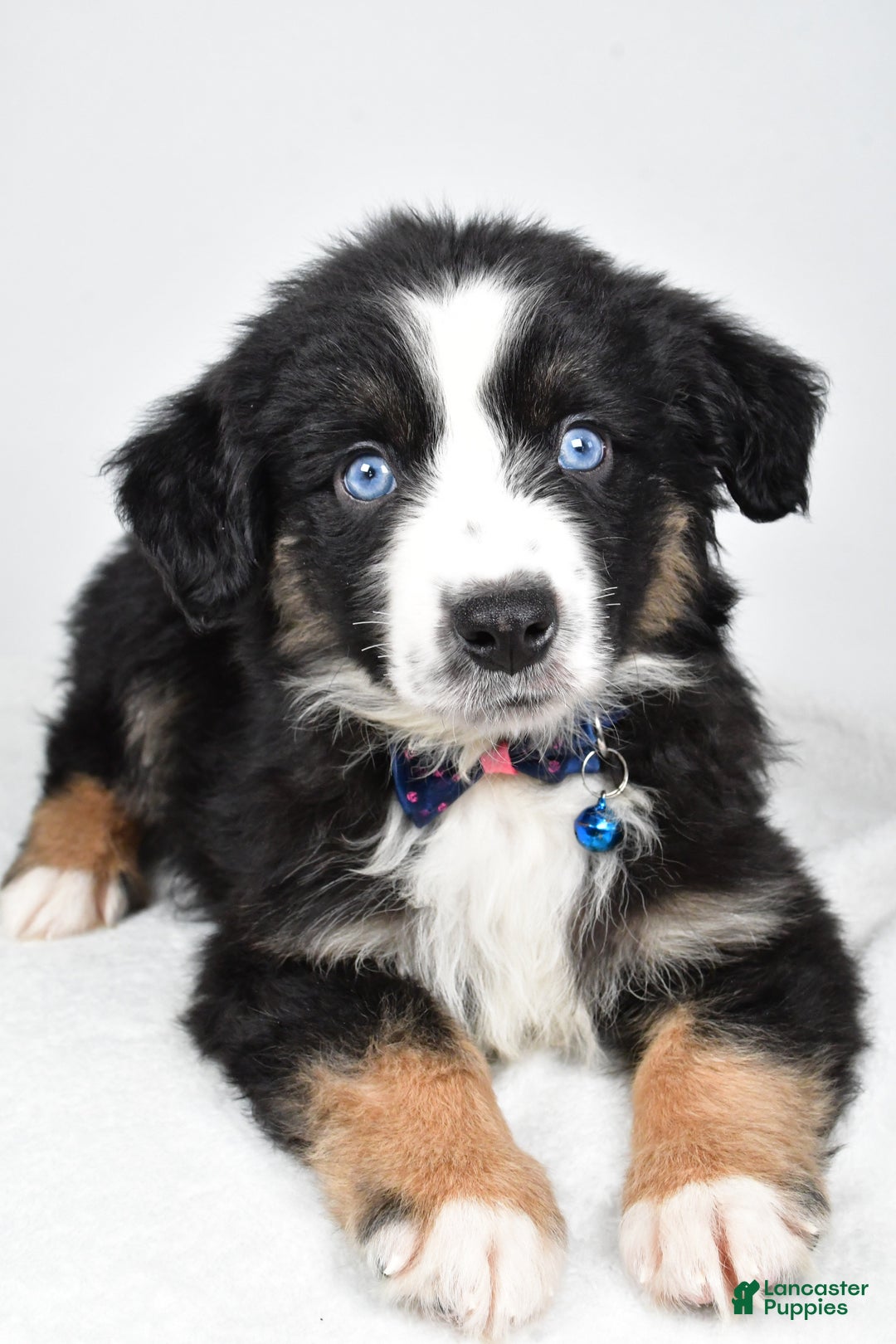 Miniature Australian Shepherd dogs for sale: Jeremias  - Ad 2
