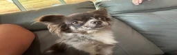 Chihuahua dogs for sale: Backpack - Ad 9