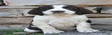 Skip