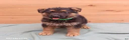 German Shepherd dogs for sale: Gatsby - Ad 4