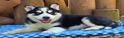 Siberian Husky dogs for sale: Freddie - Ad 5