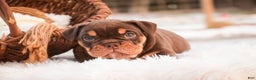 English Bulldog dogs for sale: Glamour - Ad 2