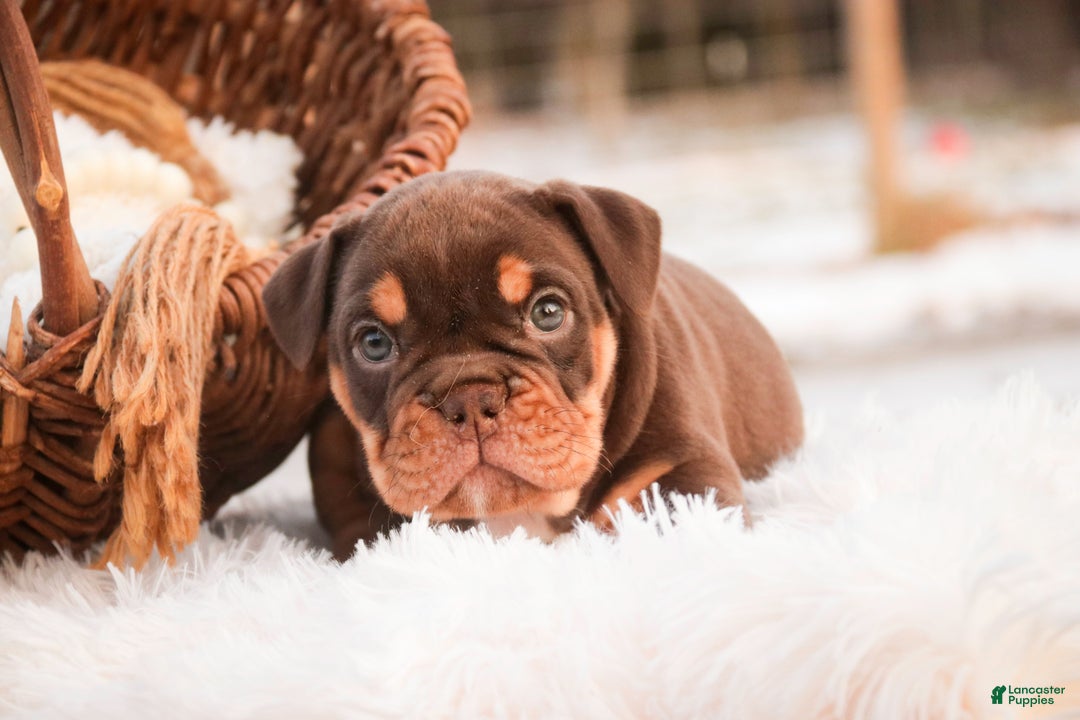 English Bulldog dogs for sale: Glamour - Ad 2