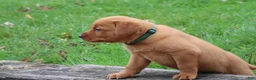 Labrador Retriever dogs for sale: Hunter - Ad 5