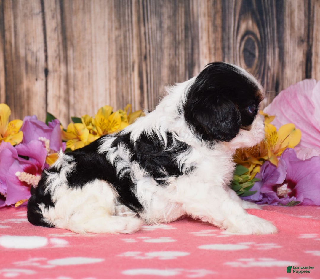 Cavalier King Charles Spaniel dogs for sale: Everest - Ad 10