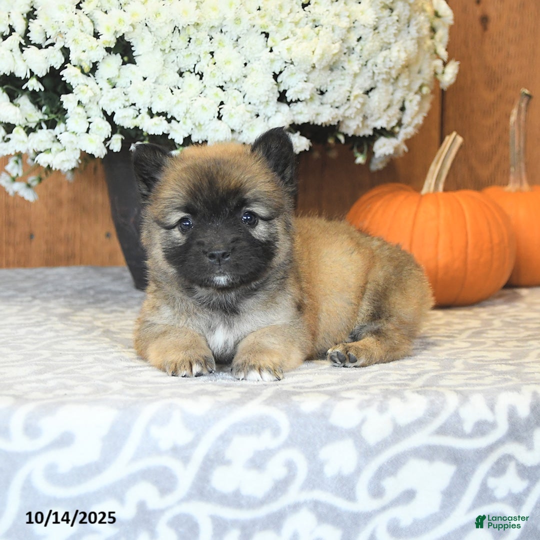 Mixed Breed dogs for sale: Lance  - Ad 5