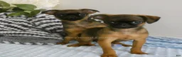 Brussels Griffon dogs for sale: Otis - Ad 14