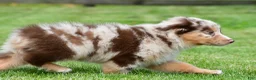 Australian Shepherd dogs for sale: Derek - Ad 8