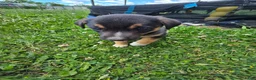 Mixed Breed dogs for sale: Mj - Ad 14