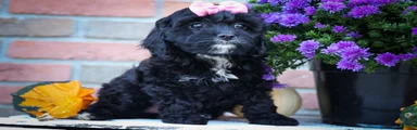 BELLA