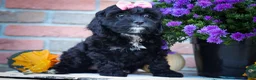 Cavapoo dogs for sale: BELLA - Ad 1