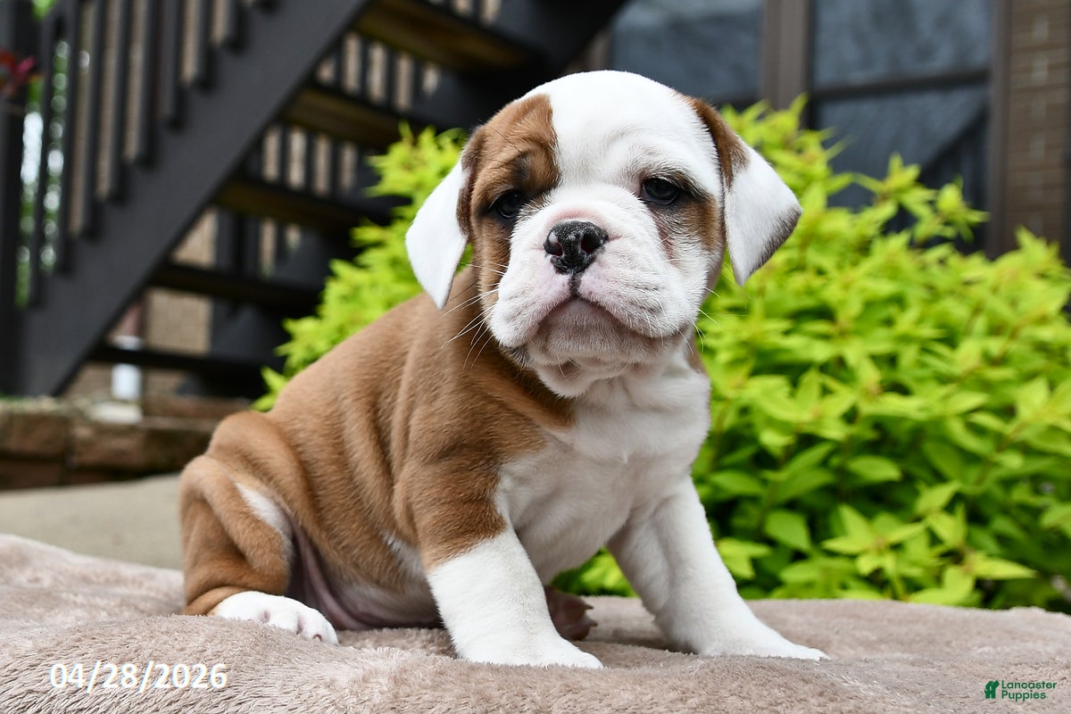 Beabull dogs Millie - Ad 1