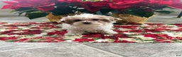 Maltipoo dogs for sale: DAISY - Ad 3