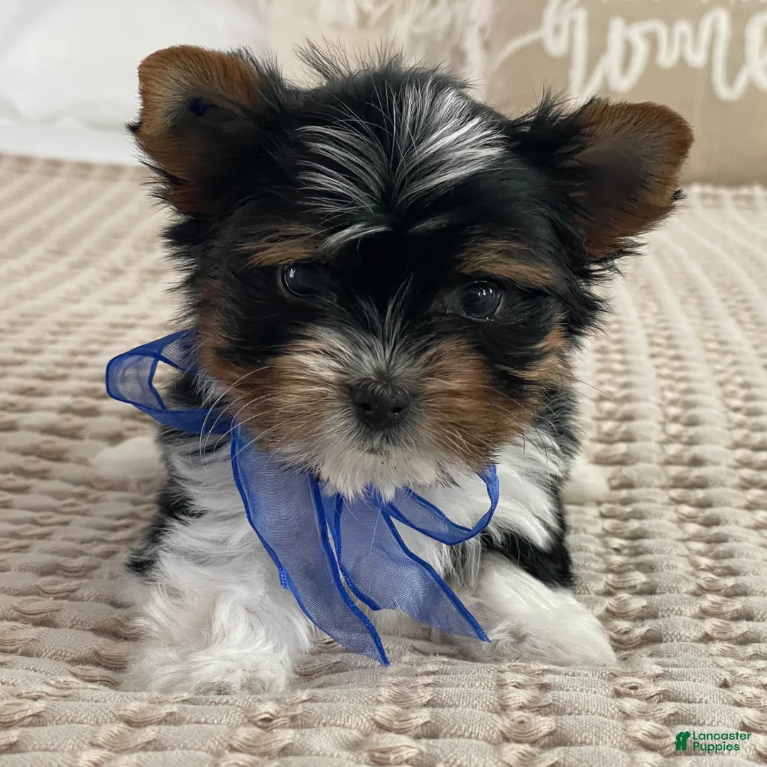 Biewer Terrier dogs for sale: Milo - Ad 2