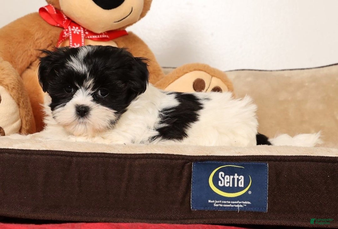 Malshi dogs for sale: Mia - Ad 4