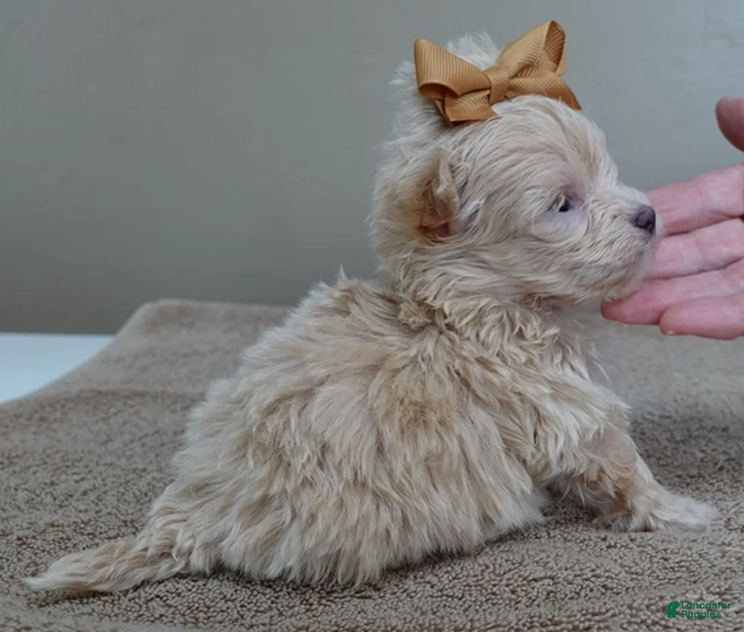 Maltipoo dogs for sale: Micro Teacup Kyro  - Ad 5