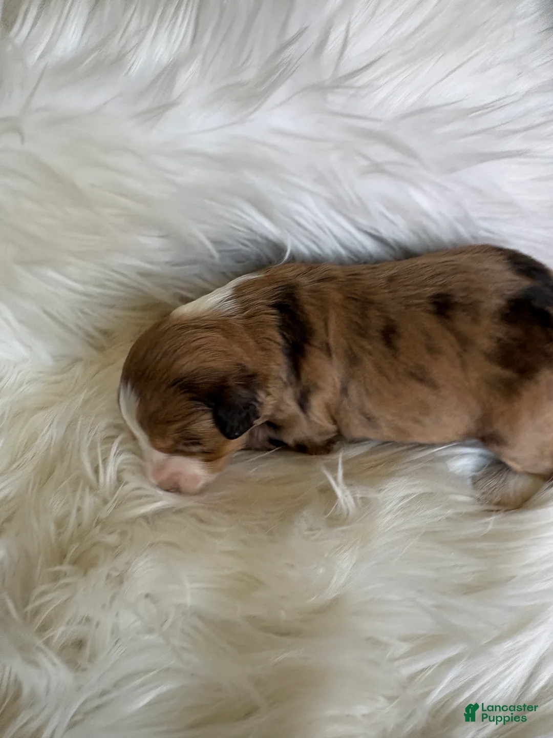 Mini Aussiedoodle dogs for sale: Mini Aussiedoodle Puppy 3 - Ad 12