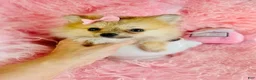 Pomeranian dogs for sale: Teacup Pomeranian 1 - Ad 1