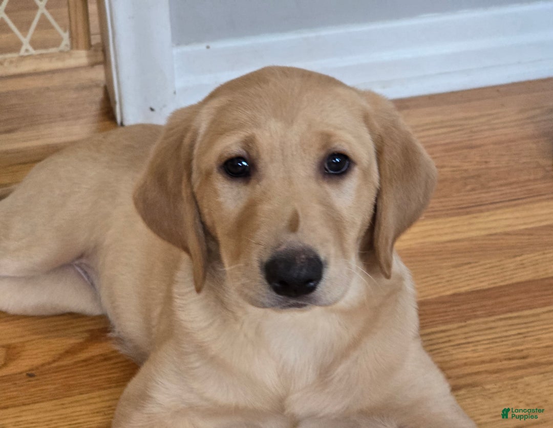Labrador Retriever dogs for sale: Labrador Retriever Puppy 1 - Ad 9