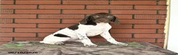 German Shorthaired Pointer dogs for sale: Ginger - Ad 5
