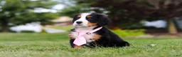 Bernese Mountain Dog dogs for sale: Zara - Ad 6