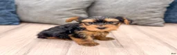 Yorkshire Terrier dogs for sale: Ollie - Ad 3