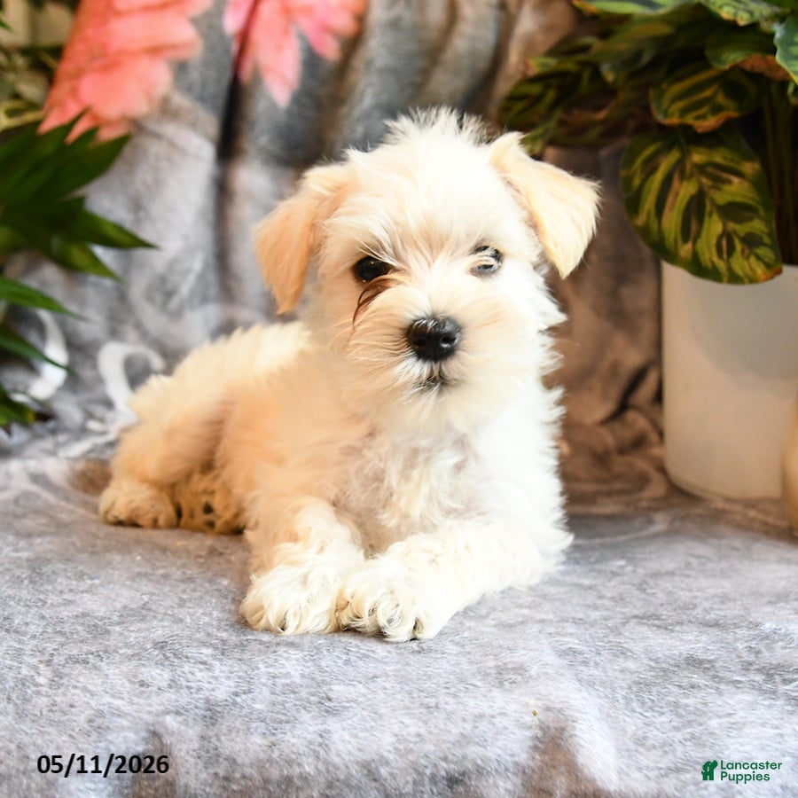 Miniature Schnauzer dogs Millie - Ad 2