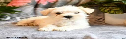 Miniature Schnauzer dogs for sale: Millie - Ad 2