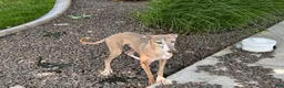Italian Greyhound dogs for sale: Derek - Ad 4