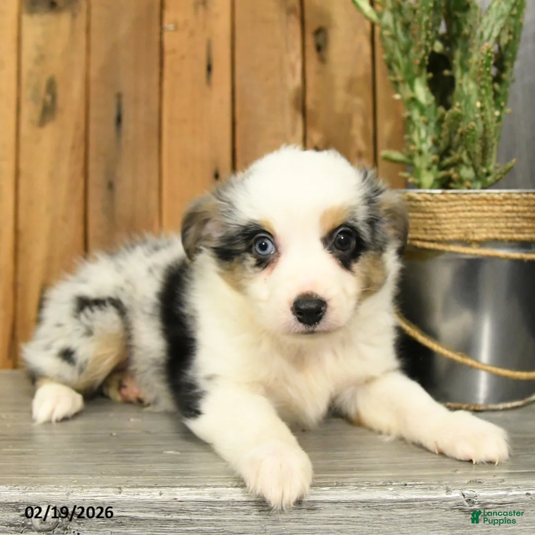 Miniature Australian Shepherd dogs for sale: Rover - Ad 3