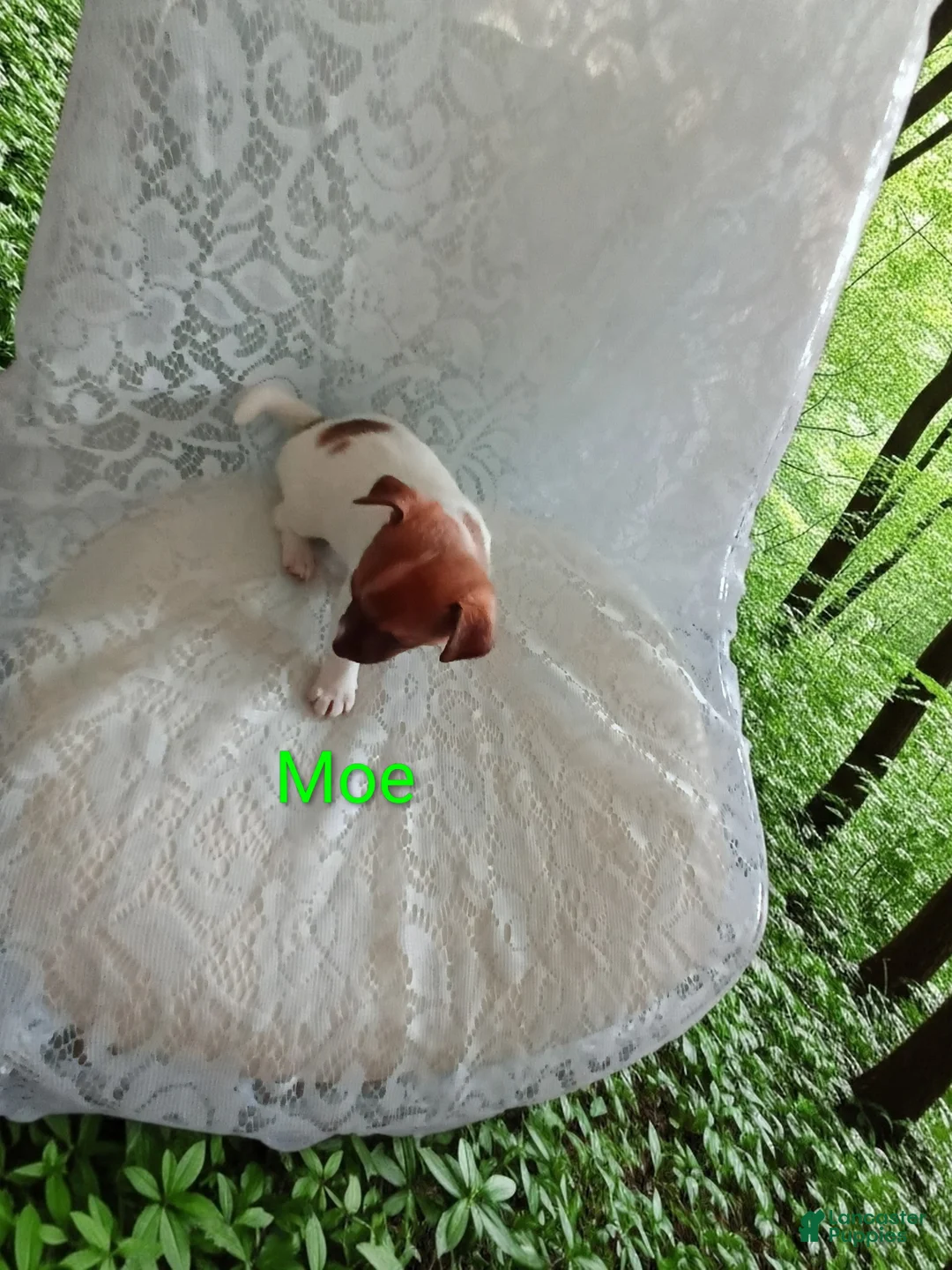 Chihuahua dogs for sale: Chihuahua Puppy 3 - Ad 1