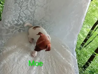 Chihuahua dogs for sale: Chihuahua Puppy 3 - Ad 3