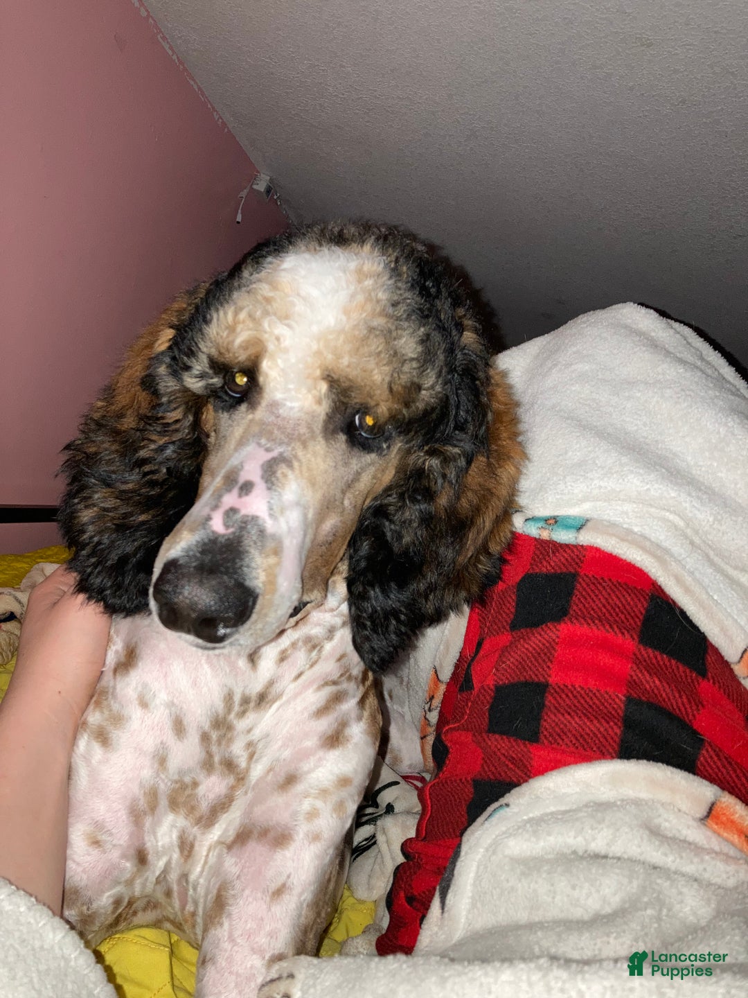 Standard Poodle dogs for sale: Flash - Ad 6