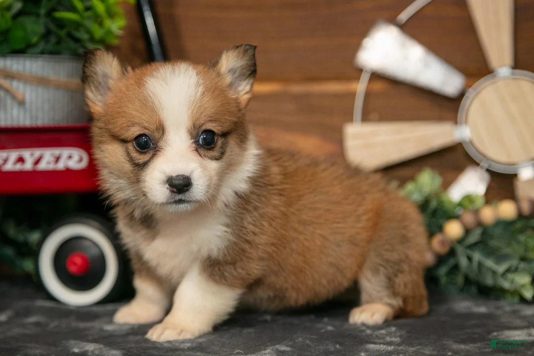 Welsh Corgi Pembroke dogs for sale: BonBon - Ad 3