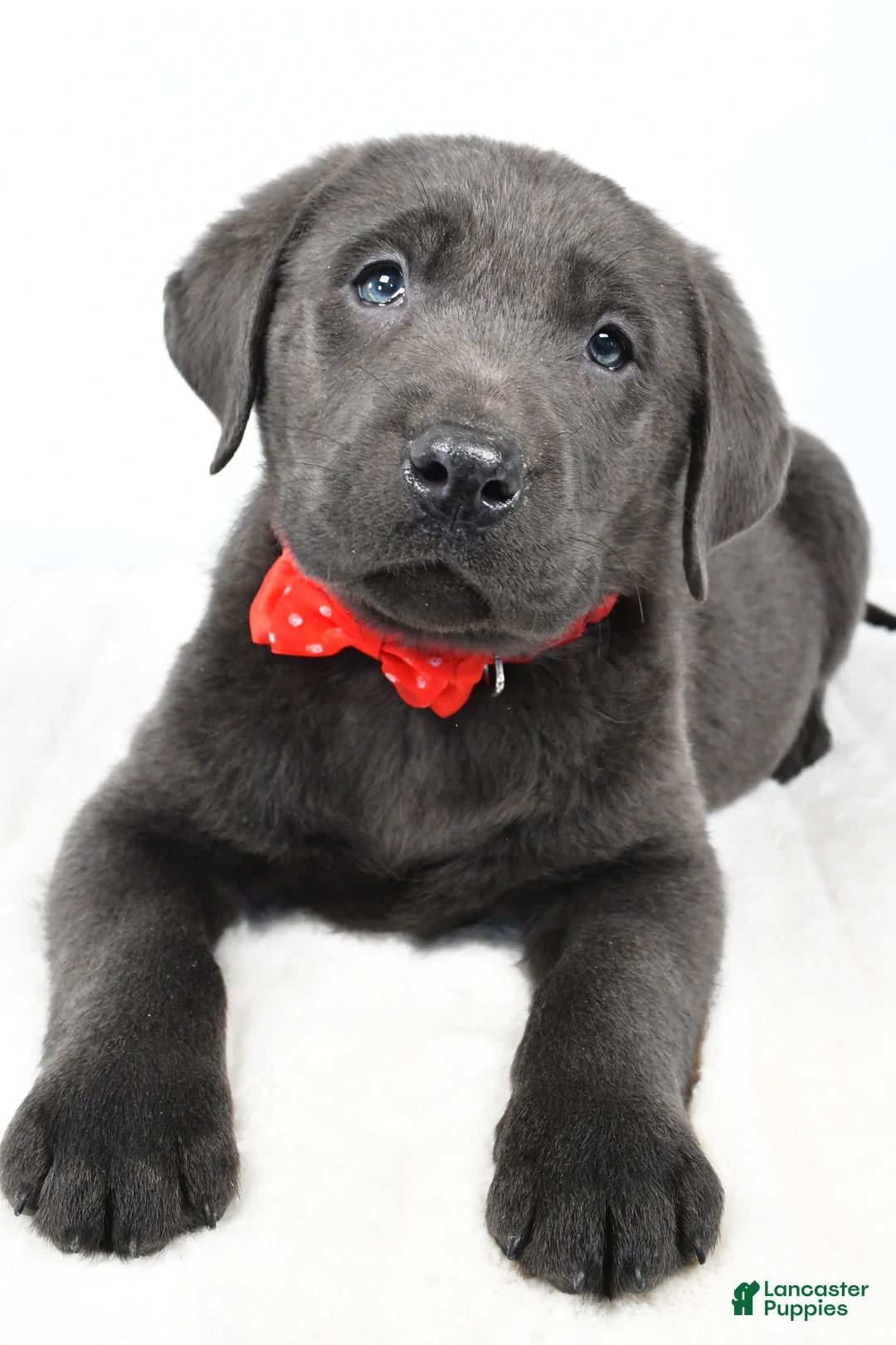 Labrador Retriever dogs for sale: Ritz - Ad 8