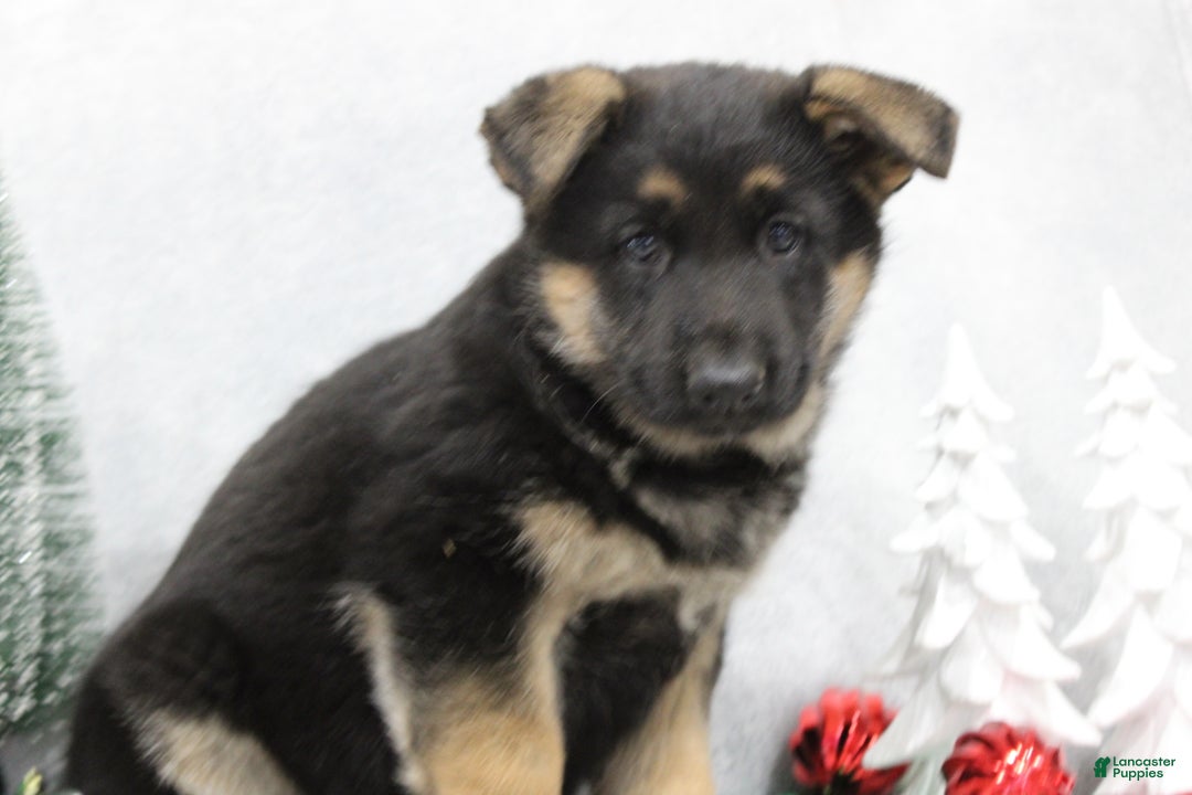 German Shepherd dogs for sale: Amber - Ad 7