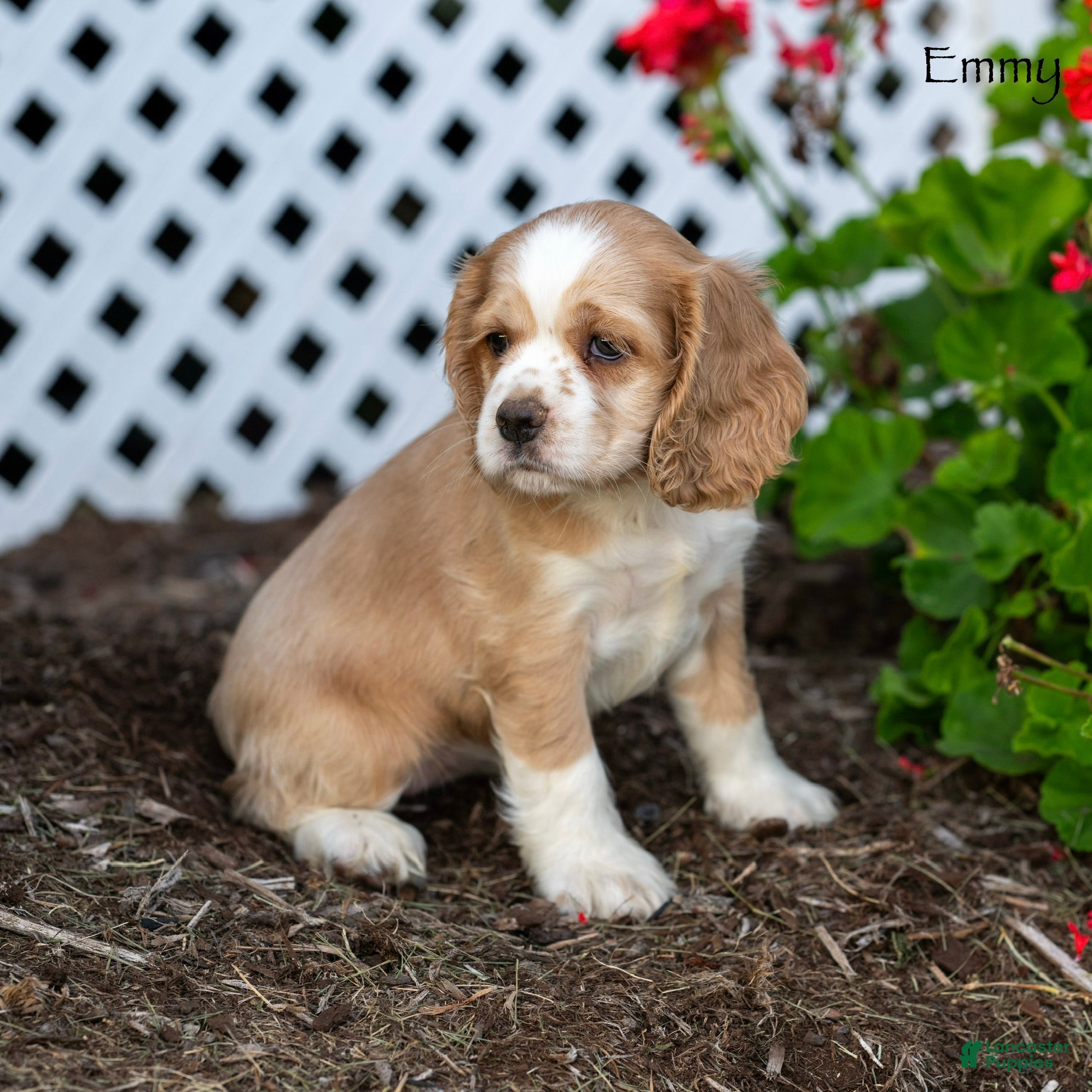 Cocker Spaniel dogs Emmy - Ad 2